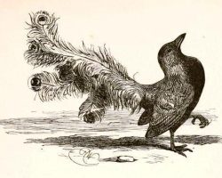 Harrison Weir's illustration of The Vain Jackdaw (1881), a bird beautified with the feathers of other birds.